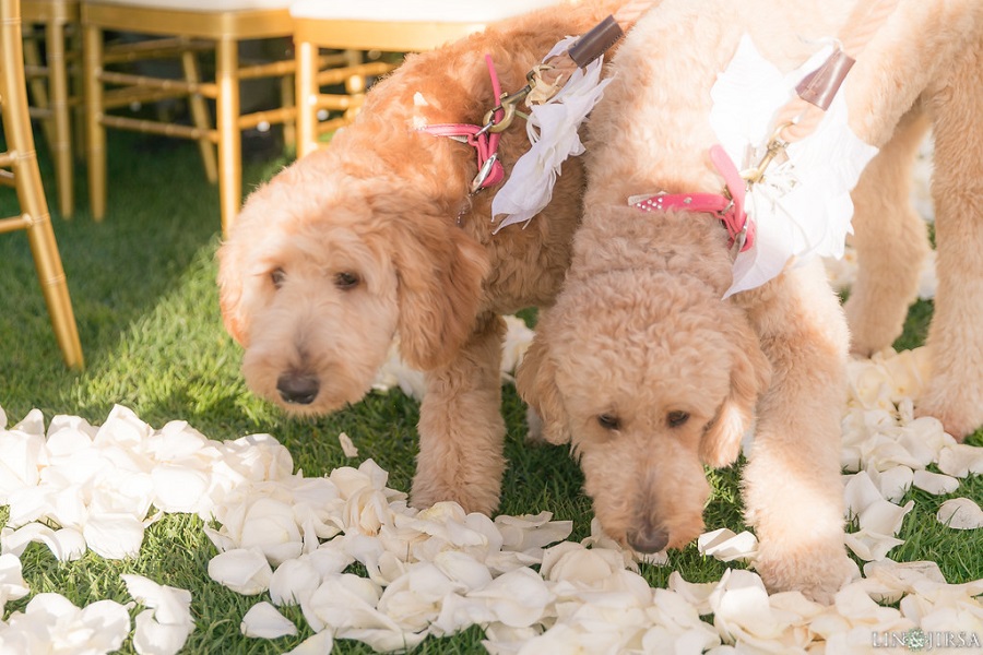21 Ritz Carlton Laguna Niguel Wedding by Lin and Jirsa Ring Pups