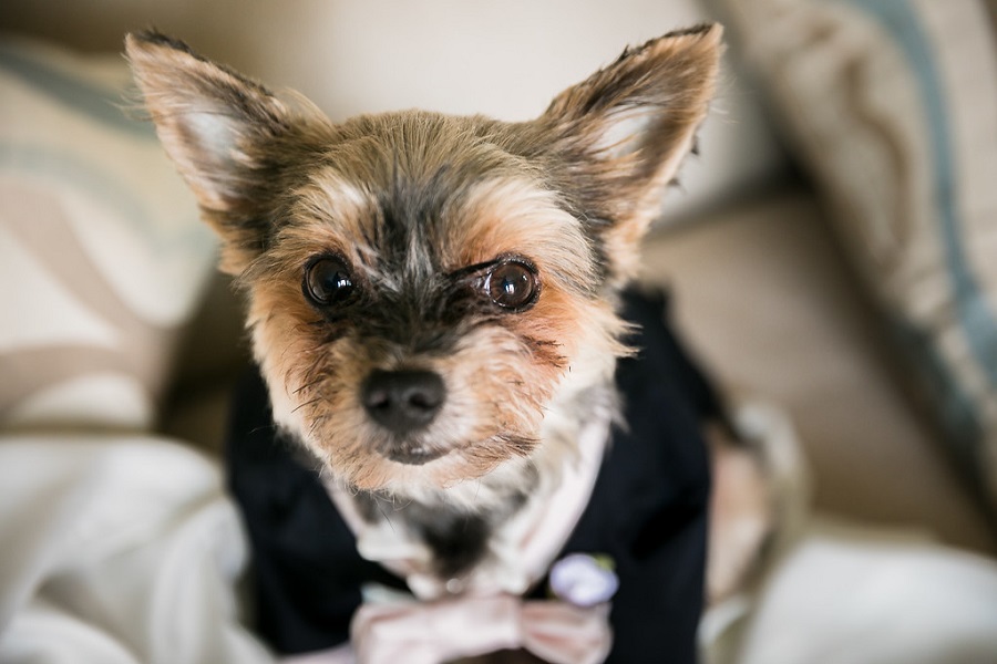 6 Ritz Carlton Laguna Niguel Wedding by Sarah Mack Photograpy Ring Pup