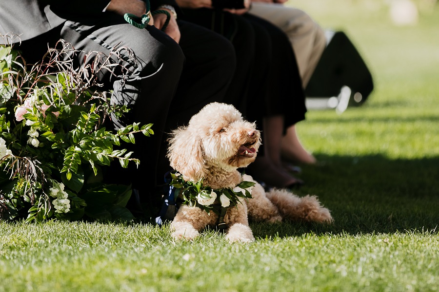 26 Triunfo Creek Vineyard Wedding by Sarah Mack Photography Flower Pup