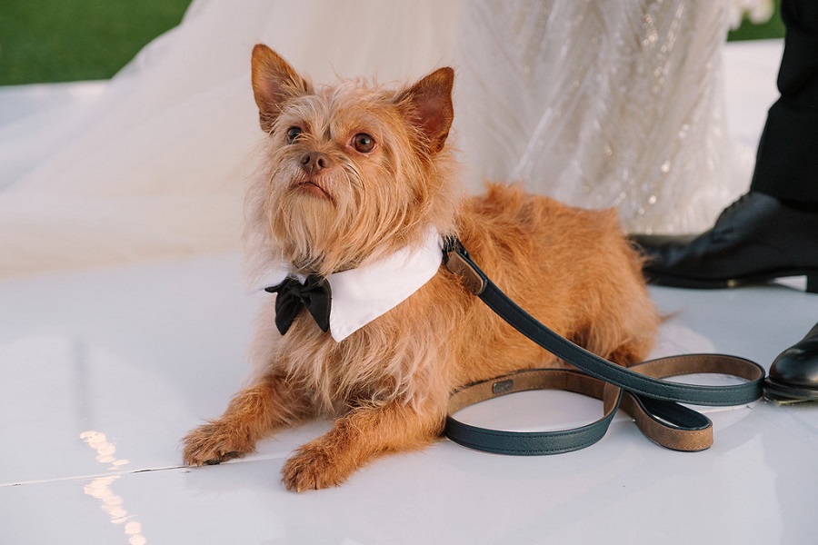 21 Pasea Huntington Beach Wedding by Cotton Love Studios Ring Pup